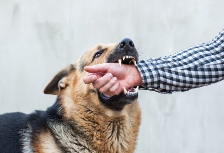 4 California Dog Bite Laws You Should Know In 2024