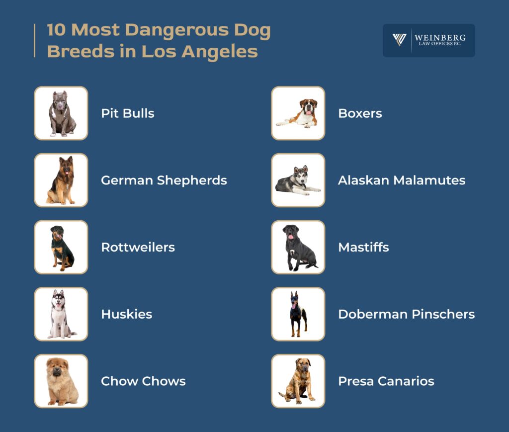 10 most fashion dangerous breeds of dogs