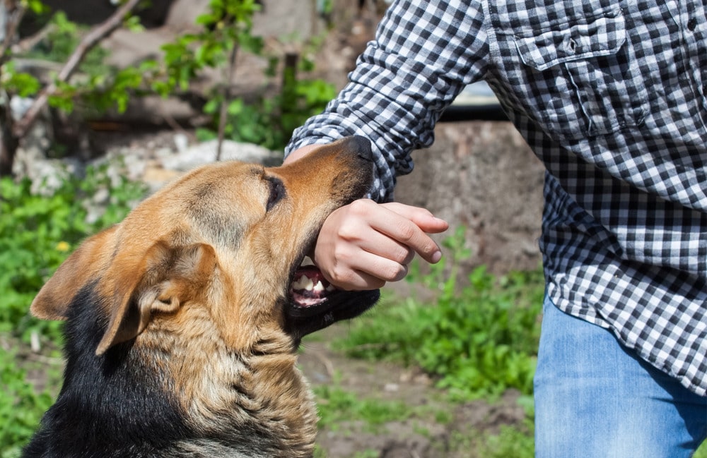 dog bite prevention tips